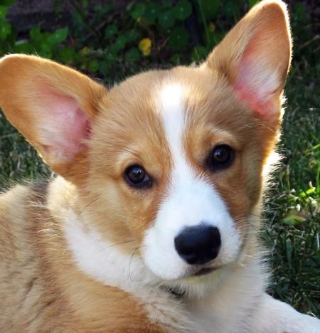 Corgi pups