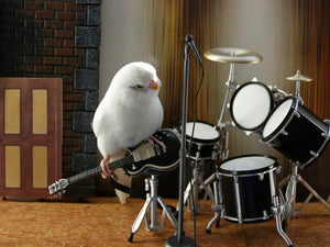 Bass guitar for parrots