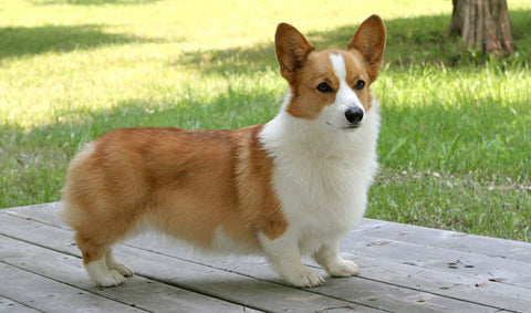 Corgi pups