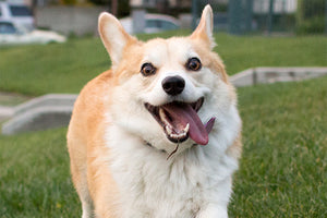 Grown up corgi pups