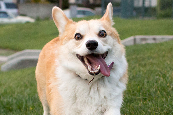 Grown up corgi pups
