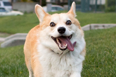 Grown up corgi pups