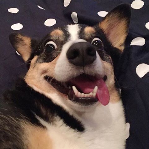 Corgi pups