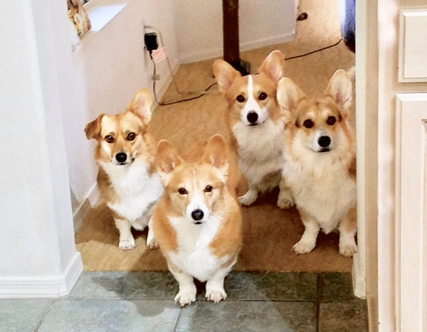 Grown up corgi pups