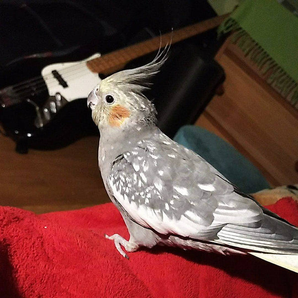 Bass guitar for parrots