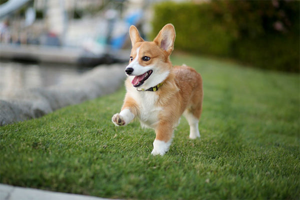 Corgi pups