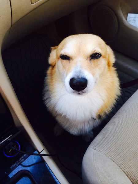 Grown up corgi pups